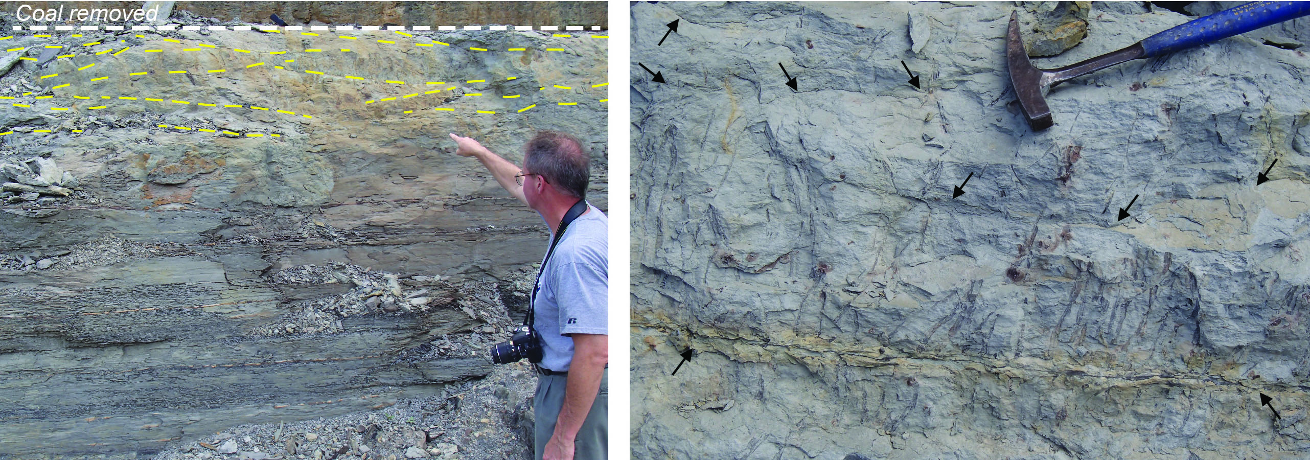 (left) Rooting horizon beneath a coal bed with abundant criss-crossing Stigmaria (indicated by yellow dashes) and (right) detail of roots and rootlets (indicated by black arrows), from the Eastern Kentucky Coal Field. Cortland Eble of the Kentucky Geological Survey for scale.
